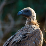 Witruggier / White-backed Vulture