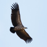 Witruggier / White-backed Vulture
