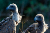 Witruggier / White-backed Vulture