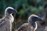 Witruggier / White-backed Vulture