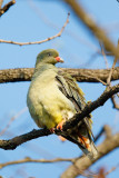 Afrikaanse Papegaaiduif / African Green-Pigeon