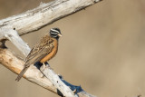 Zevenstrepengors / Cinnamon-breasted Bunting