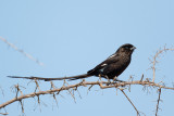 Eksterklauwier / Magpie Shrike