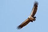 Witruggier / White-backed Vulture