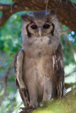 Verreaux' Oehoe / Verreaux's Eagle-Owl
