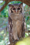 Verreaux Oehoe / Verreauxs Eagle-Owl