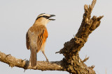 Zwartkruintsjagra / Black-crowned Tchagra