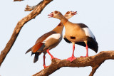 Nijlgans / Egyptian Goose