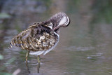 Goudsnip / Greater Painted-snipe