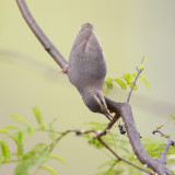 Kaapse Krombek / Long-billed Crombec