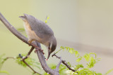 Kaapse Krombek / Long-billed Crombec