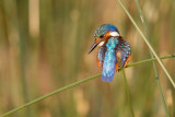 Malachietijsvogel / Malachite Kingfisher