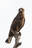 Bruine Slangenarend / Brown Snake-eagle
