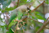 Bruinkoppapegaai / Brown-headed Parrot