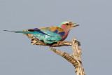 Vorkstaartscharrelaar /  Lilac-breasted Roller