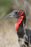Zuidelijke Hoornraaf / Southern Ground-Hornbill