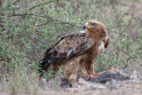 Savanne-arend / Tawny Eagle