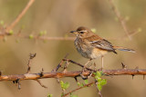 Witbrauw-waaierstaart / White-browed Scrub Robin