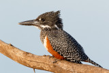 Afrikaanse Reuzenijsvogel / Giant Kingfisher