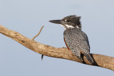 Afrikaanse Reuzenijsvogel / Giant Kingfisher