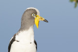 White-crowned Plover / Witkruinkievit