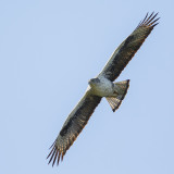  Havikarend / Bonellis Eagle