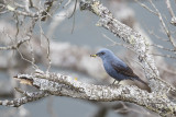 Blauwe Rotslijster / Blue Rock-Thrush