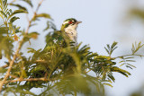 Diederikkoekoek / Dideric Cuckoo 