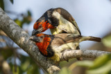 Zwarthalsbaardvogel / Black-collared Barbet