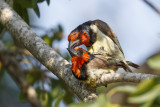 Zwarthalsbaardvogel / Black-collared Barbet