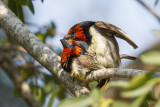 Zwarthalsbaardvogel / Black-collared Barbet