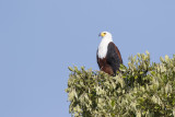 Afrikaanse Zeearend / African Fish-Eagle