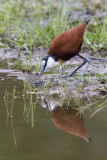 Lelieloper / African Jacana