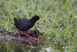 Zwart porseleinhoen / Black Crake