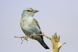 Scharrelaar / European Roller