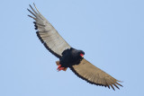 Bateleur / Bateleur