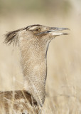  Koritrap / Kori Bustard 