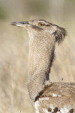 Koritrap / Kori Bustard