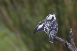 Bonte IJsvogel / Pied Kingfisher