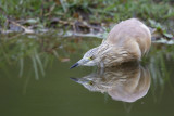 Ralreiger / Squacco Heron 