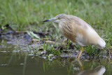 Ralreiger / Squacco Heron 