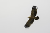 Savanne-arend / Tawny Eagle