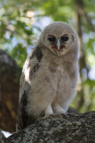  Verreaux Oehoe / Verreauxs Eagle-Owl