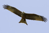 Geelsnavelwouw / Yellow-billed Kite