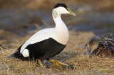 Eider / Common Eider