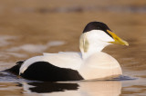 Eider / Common Eider