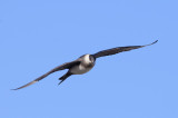 Kleine Jager / Arctic Skua