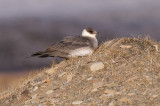 Kleine Jager / Arctic Skua