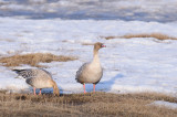 Kleine Rietgans / Pink-footed Goose