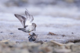 Paarse Strandloper / Purple Sandpiper